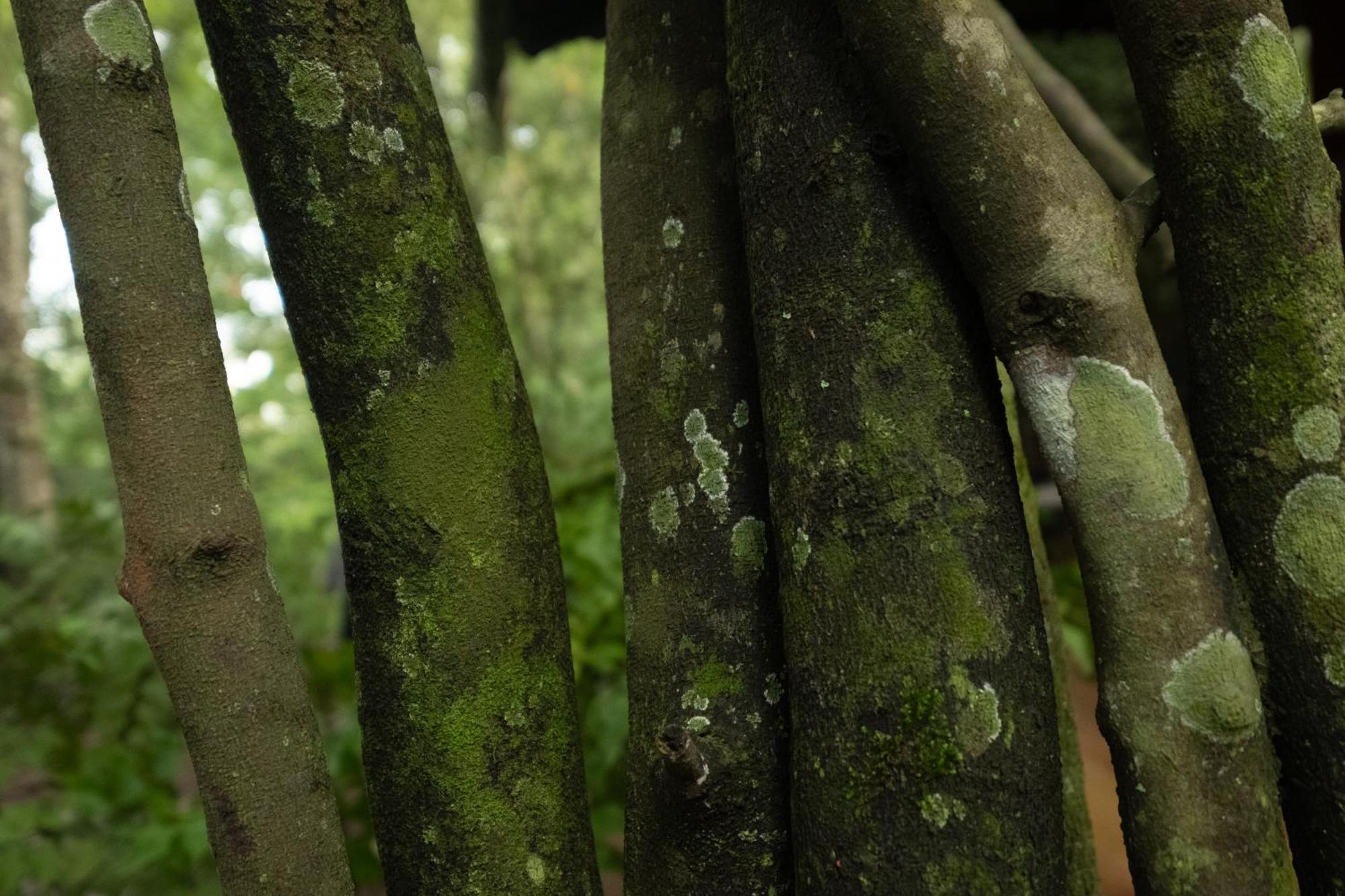 فندق Casa Heliconia غامباها المظهر الخارجي الصورة