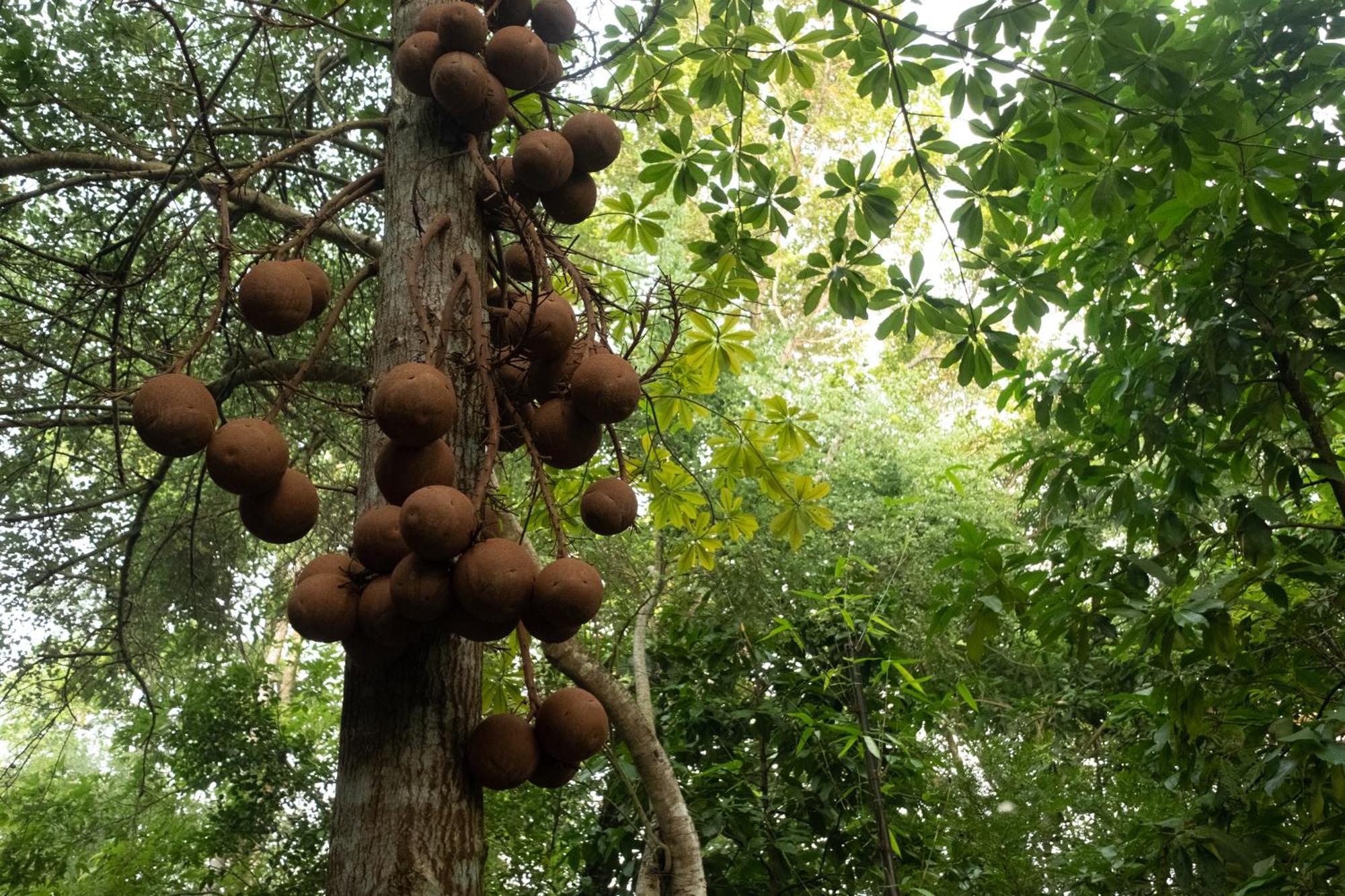 فندق Casa Heliconia غامباها المظهر الخارجي الصورة